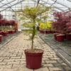 Fächerahorn 'Emerald Lace', Höhe 60-80 Cm, Topf 10 Liter -LECHUZA || Elho Verkaufsgeschäft 0410301299 acer emerald lace 3 124023