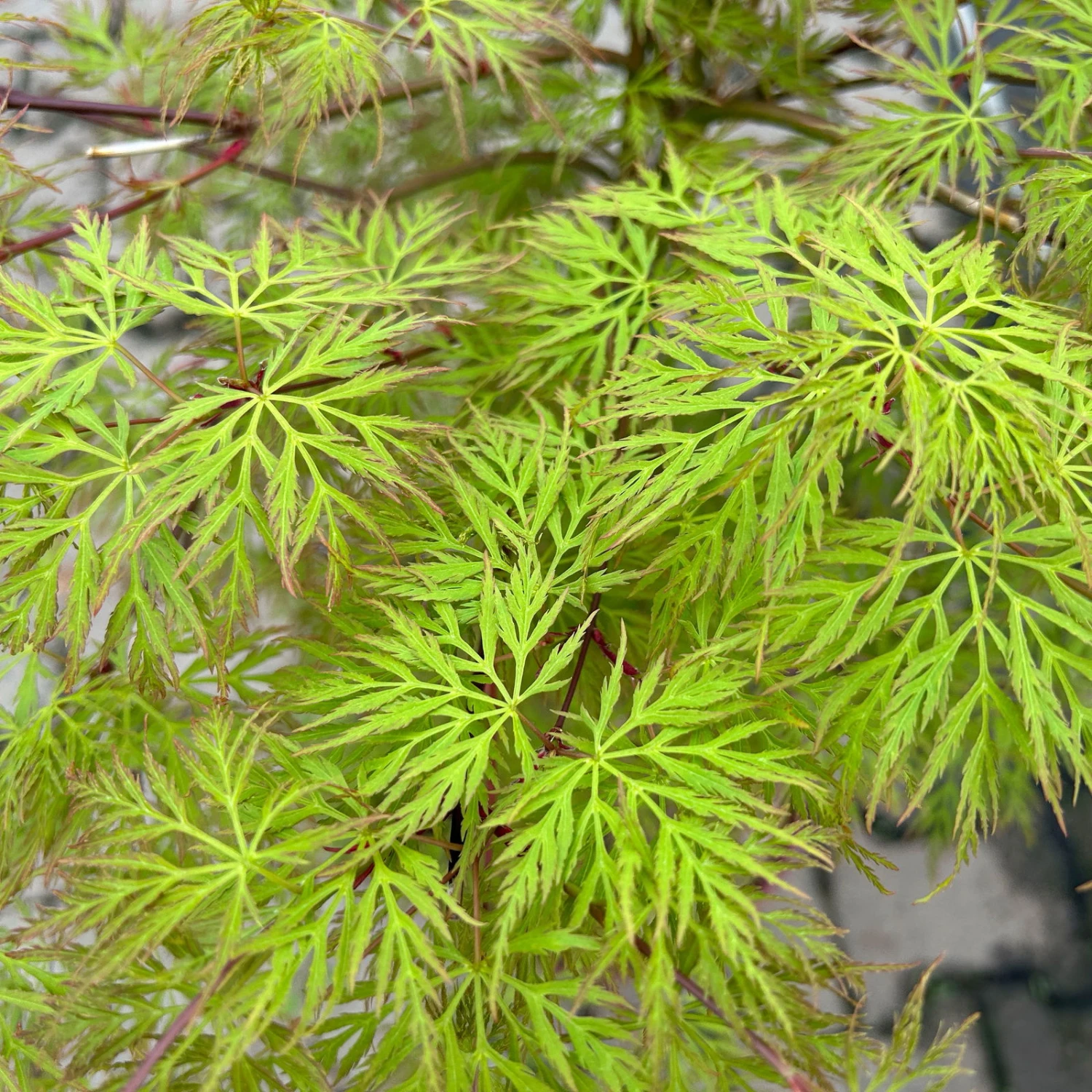 Fächerahorn 'Emerald Lace', Höhe 60-80 Cm, Topf 10 Liter 8 Fächerahorn 'Emerald Lace', Höhe 60-80 Cm, Topf 10 Liter – Bild 6