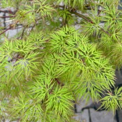 Fächerahorn 'Emerald Lace', Höhe 60-80 Cm, Topf 10 Liter 17 Fächerahorn 'Emerald Lace', Höhe 60-80 Cm, Topf 10 Liter -LECHUZA || Elho Verkaufsgeschäft 0410301299 acer emerald lace 5 124026