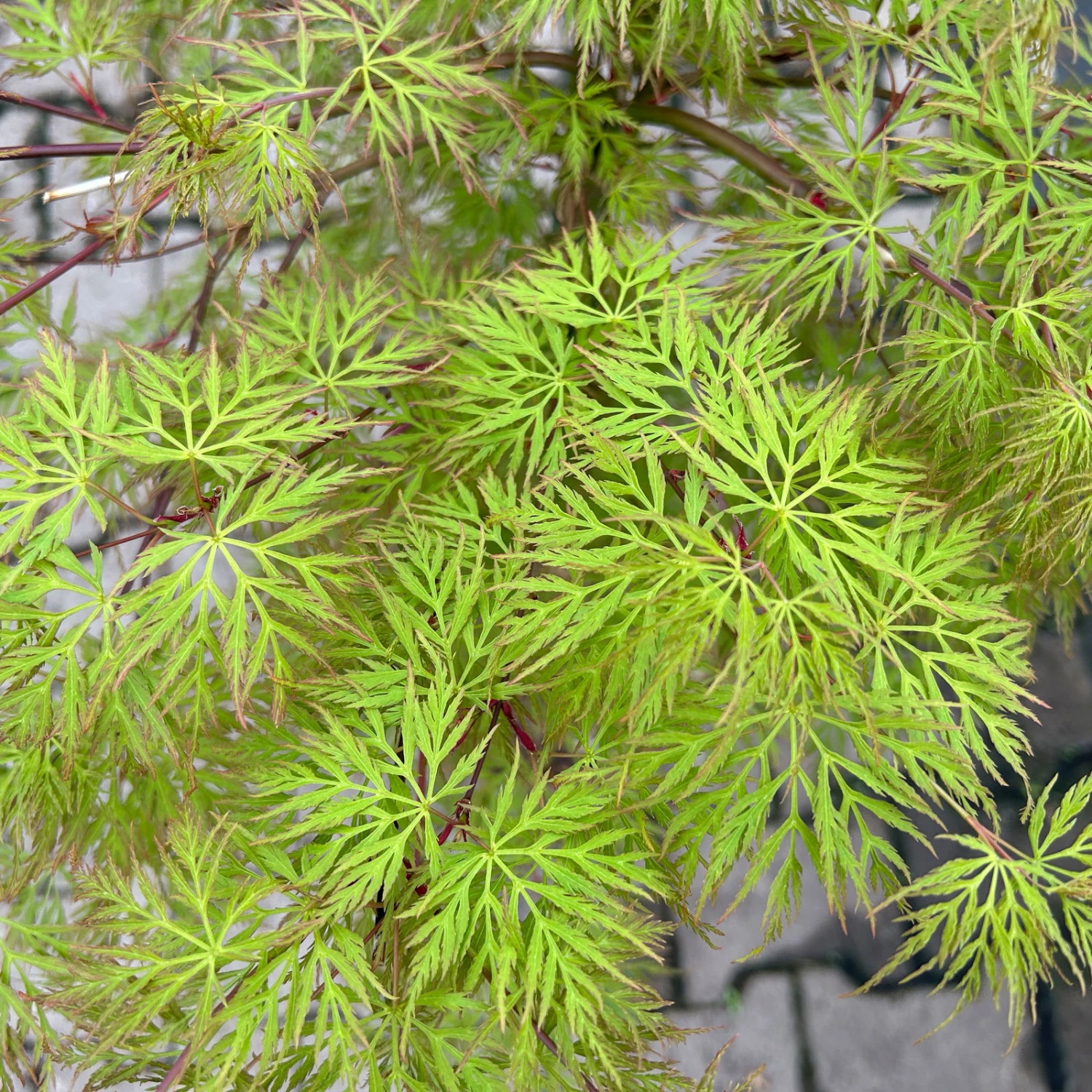 Fächerahorn 'Emerald Lace', Höhe 60-80 Cm, Topf 10 Liter 9 Fächerahorn 'Emerald Lace', Höhe 60-80 Cm, Topf 10 Liter – Bild 7