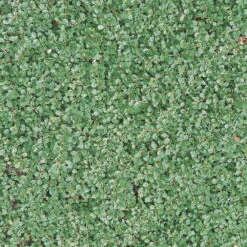 Cotoneaster Dammeri 'Streibs Findling', Topf-Ø 9 Cm, 12er-Set -LECHUZA || Elho Verkaufsgeschäft 0410650140 Coton damm StreibsFindling T9 WEB 03 34140