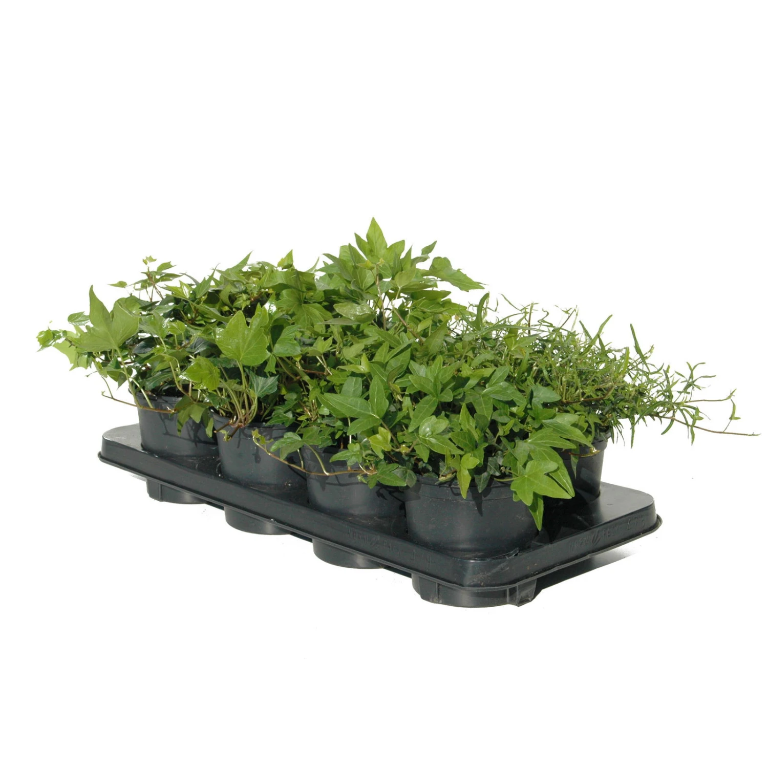 Efeu In Grünen Sorten, 6er-Set, 13 Cm Ø Topf 4 Efeu In Grünen Sorten, 6er-Set, 13 Cm Ø Topf – Bild 2