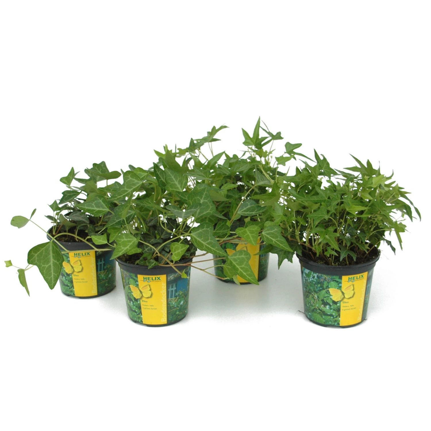 Efeu In Grünen Sorten, 6er-Set, 13 Cm Ø Topf 3 Efeu In Grünen Sorten, 6er-Set, 13 Cm Ø Topf