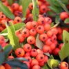 Feuerdorn, Pyracantha ' Red Column', ROT, 10er-Set, Höhe 40-60 Cm, Topf 2 L -LECHUZA || Elho Verkaufsgeschäft 0410750759 Feuerdorn 10er Set 1 98915