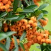 Feuerdorn, Pyracantha 'Orange Glow', ORANGE, 10er-Set, Höhe 40–60 Cm, Topf 2 L -LECHUZA || Elho Verkaufsgeschäft 0410750759 Feuerdorn 10er Set 2 98916
