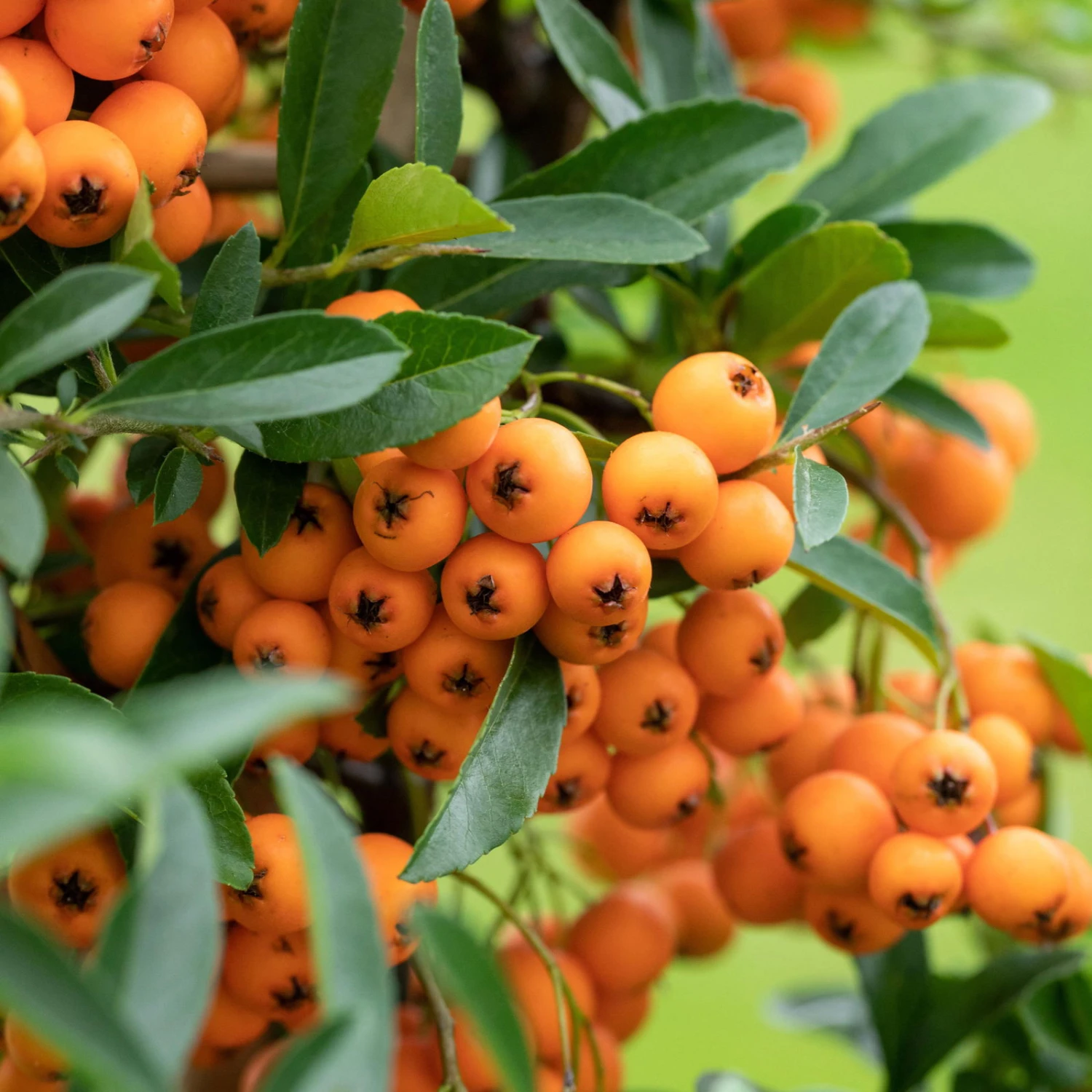 Feuerdorn, Pyracantha 'Orange Glow', ORANGE, 10er-Set, Höhe 40–60 Cm, Topf 2 L 3 Feuerdorn, Pyracantha 'Orange Glow', ORANGE, 10er-Set, Höhe 40–60 Cm, Topf 2 L