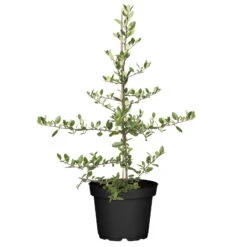 Feuerdorn, Pyracantha 'Orange Glow', ORANGE, 10er-Set, Höhe 40–60 Cm, Topf 2 L 7 Feuerdorn, Pyracantha 'Orange Glow', ORANGE, 10er-Set, Höhe 40–60 Cm, Topf 2 L -LECHUZA || Elho Verkaufsgeschäft 0410750759 Feuerdorn 10er Set 4 98918 1