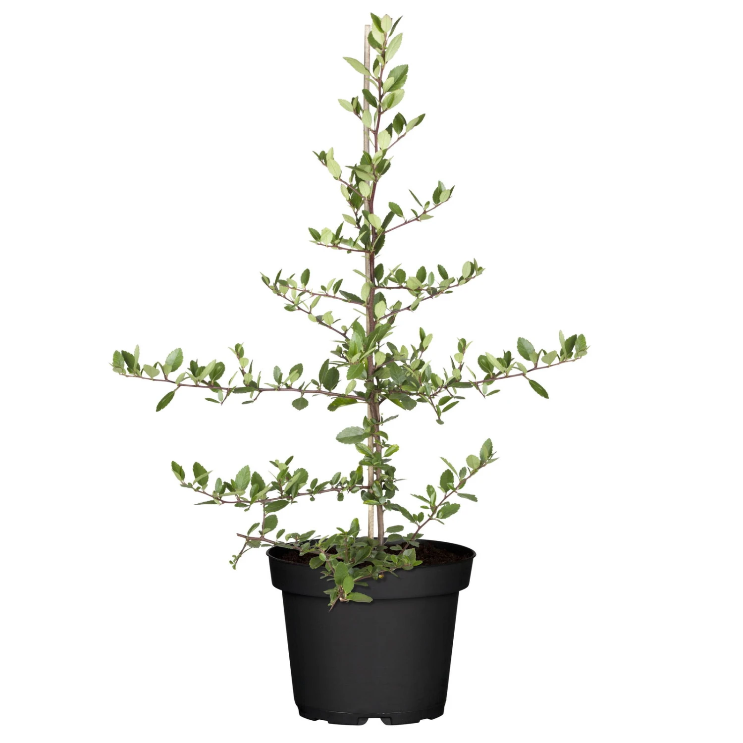 Feuerdorn, Pyracantha ' Red Column', ROT, 10er-Set, Höhe 40-60 Cm, Topf 2 L 4 Feuerdorn, Pyracantha ' Red Column', ROT, 10er-Set, Höhe 40-60 Cm, Topf 2 L – Bild 2