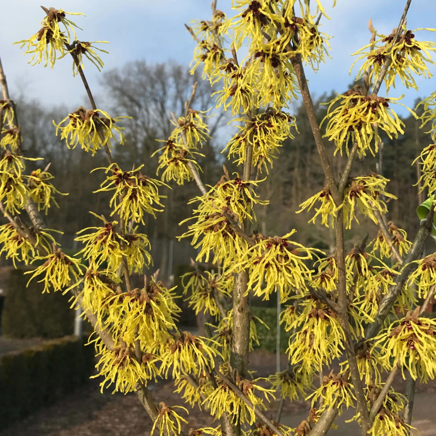 Hamamelis X Intermedia 'Arnold Promise', Höhe 60-80 Cm, Topf 7,5 Liter 3 Hamamelis X Intermedia 'Arnold Promise', Höhe 60-80 Cm, Topf 7,5 Liter