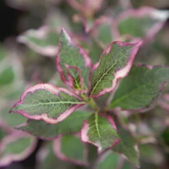 Buntlaubige-Zwerg-Weigelie 'Monet'®, 4er-Set, Topf 3 Liter