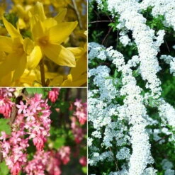 Gehölz-Set Frühlingsblüher Klassiker, 3er-Set, Topf Je 4,6 Liter