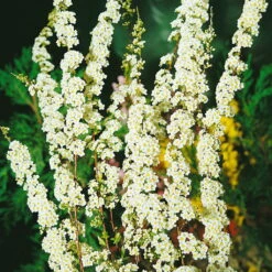 Blütenhecken-Klassiker, 20er-Set, Topf 7,5 Liter 13 Blütenhecken-Klassiker, 20er-Set, Topf 7,5 Liter -LECHUZA || Elho Verkaufsgeschäft 0410870556 Bluetenhecke Klassiker 20er Set2 76468