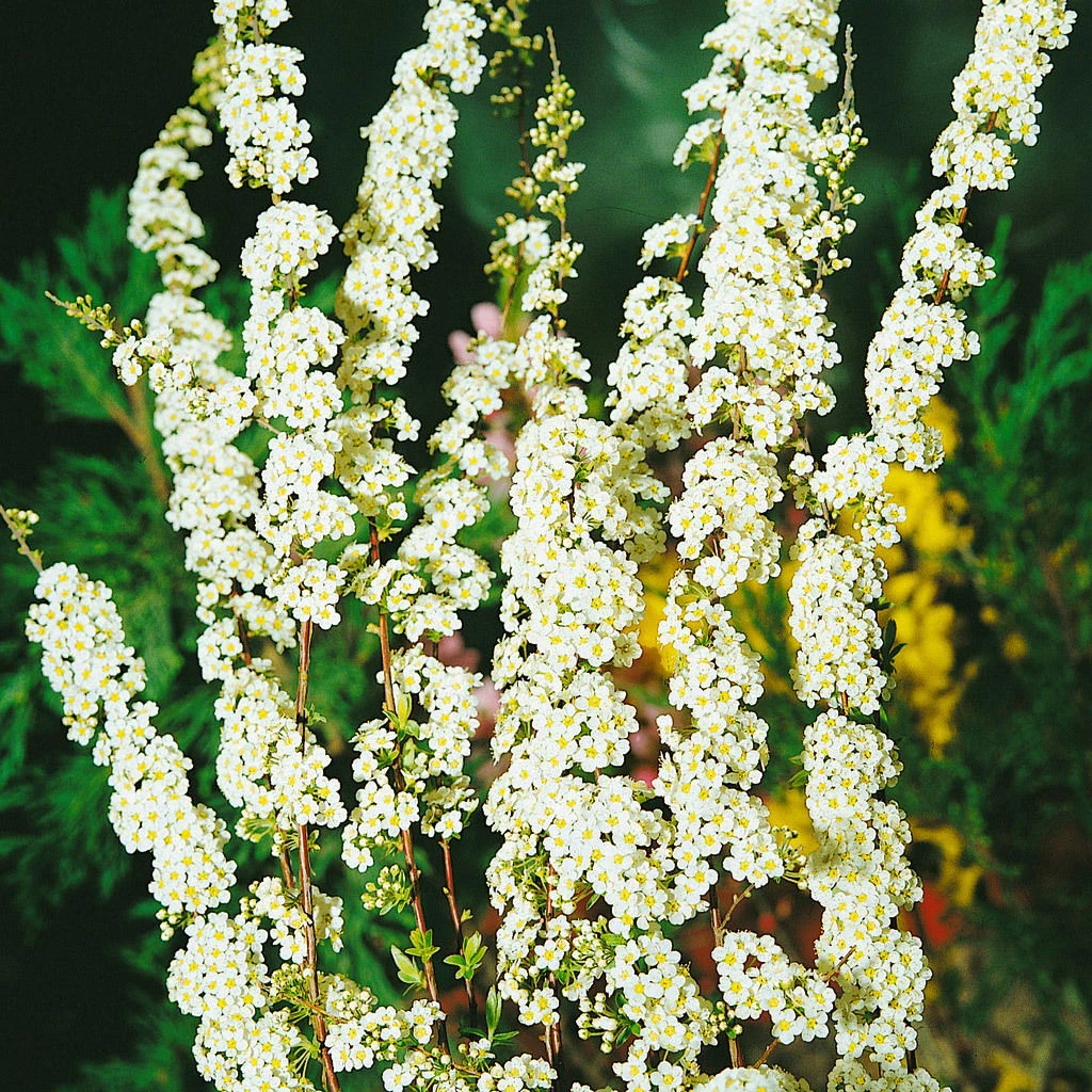 Blütenhecken-Klassiker, 20er-Set, Topf 7,5 Liter 5 Blütenhecken-Klassiker, 20er-Set, Topf 7,5 Liter – Bild 3