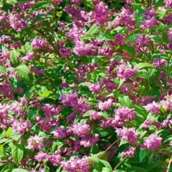 Blütenhecken-Klassiker, 20er-Set, Topf 7,5 Liter 15 Blütenhecken-Klassiker, 20er-Set, Topf 7,5 Liter -LECHUZA || Elho Verkaufsgeschäft 0410870556 Bluetenhecke Klassiker 20er Set 76472