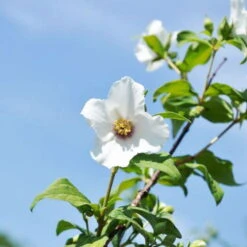 Blütenhecken-Klassiker, 20er-Set, Topf 7,5 Liter 16 Blütenhecken-Klassiker, 20er-Set, Topf 7,5 Liter -LECHUZA || Elho Verkaufsgeschäft 0410870556 Philadelphu Belle Etoile 1 119686