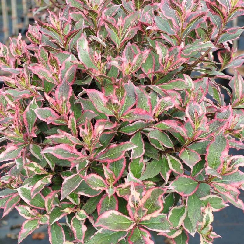 Buntlaubige-Zwerg-Weigelie 'Monet'®, 4er-Set, Topf 3 Liter 4 Buntlaubige-Zwerg-Weigelie 'Monet'®, 4er-Set, Topf 3 Liter – Bild 2
