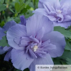 Duo-Gartenhibiskus 'Blue Chiffon®' Und 'White Chiffon®', Blau + Weiß, 5 Lt. Topf -LECHUZA || Elho Verkaufsgeschäft 0410900481 Hibiscus Blue Chiffon 1 76687