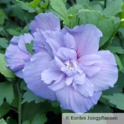 Duo-Gartenhibiskus 'Blue Chiffon®' Und 'White Chiffon®', Blau + Weiß, 5 Lt. Topf -LECHUZA || Elho Verkaufsgeschäft 0410900481 Hibiscus Blue Chiffon 76686