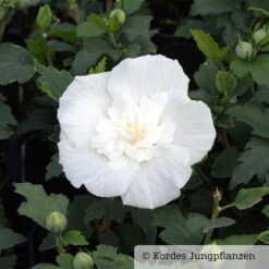 Garten-Hibiskus, Hibiscus Syriacus 'White Chiffon®', Weiß, 40-60 Cm Hoch, Topf 5 L 7 Garten-Hibiskus, Hibiscus Syriacus 'White Chiffon®', Weiß, 40-60 Cm Hoch, Topf 5 L -LECHUZA || Elho Verkaufsgeschäft 0410900500 Hibiscus White Chiffon 1 76689 1