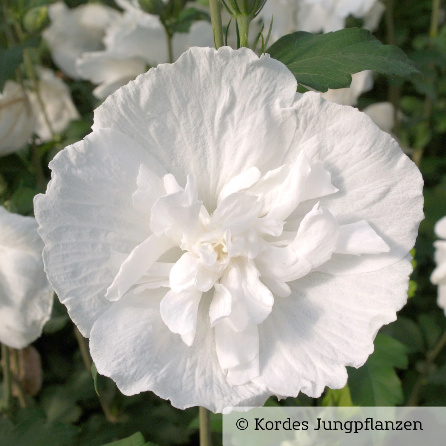 Garten-Hibiskus, Hibiscus Syriacus 'White Chiffon®', Weiß, 40-60 Cm Hoch, Topf 5 L 3 Garten-Hibiskus, Hibiscus Syriacus 'White Chiffon®', Weiß, 40-60 Cm Hoch, Topf 5 L