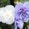 Duo-Gartenhibiskus 'Blue Chiffon®' Und 'White Chiffon®', Blau + Weiß, 5 Lt. Topf 2 Duo-Gartenhibiskus 'Blue Chiffon®' Und 'White Chiffon®', Blau + Weiß, 5 Lt. Topf -LECHUZA || Elho Verkaufsgeschäft 0410900587 Hibiscus Duo Blue Chiffon White Chiffon 119966