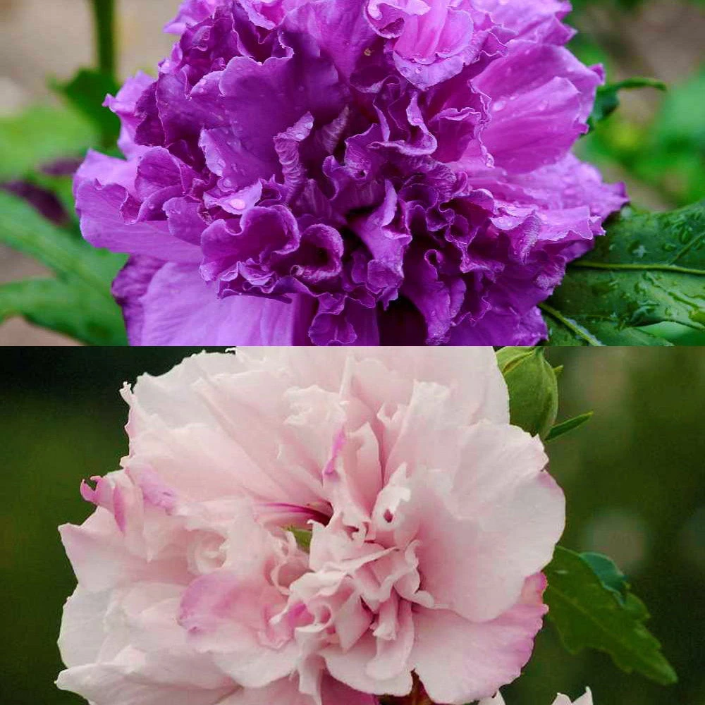 Duo Garten-Hibiskus 'French Cabaret® Pastel' Und 'French Cabaret® Purple' 3 Duo Garten-Hibiskus 'French Cabaret® Pastel' Und 'French Cabaret® Purple'