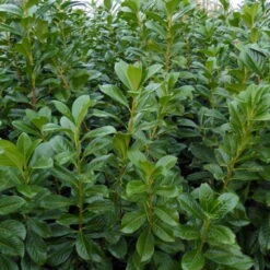 Kölle Kirschlorbeer 'Novita', 15er-Set, Höhe 125-150 Cm, Topf 18 Liter 7 Kölle Kirschlorbeer 'Novita', 15er-Set, Höhe 125-150 Cm, Topf 18 Liter -LECHUZA || Elho Verkaufsgeschäft 0410950306 Koelle Prunus laur Novita 88577