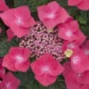 Kölle Tellerhortensie, Hydrangea Macropylla, Rot, Im 5 Lt. Topf 2 Kölle Tellerhortensie, Hydrangea Macropylla, Rot, Im 5 Lt. Topf -LECHUZA || Elho Verkaufsgeschäft 0415100311 Koelle Hydrangea mac Teller rot Co 5lt farbezeigend 59933