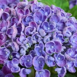 Gartenhortensie 'Curly Wurly®' Blau, 23cm Topf -LECHUZA || Elho Verkaufsgeschäft 0415100382 Hydrangea mac Curly Wurly blau 1 60516
