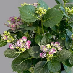 Gartenhortensie 'Curly Wurly®' Blau, 23cm Topf -LECHUZA || Elho Verkaufsgeschäft 0415100382 hydrangea mac curly wurly blau 4 125080