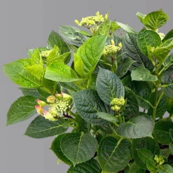 Kölle Tellerhortensie, Hydrangea Macropylla, Rot, Im 5 Lt. Topf 8 Kölle Tellerhortensie, Hydrangea Macropylla, Rot, Im 5 Lt. Topf -LECHUZA || Elho Verkaufsgeschäft 0415100671 hydrangea mac teller rot 4 1 125090