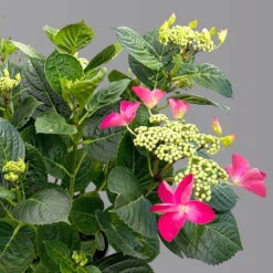 Kölle Tellerhortensie, Hydrangea Macropylla, Rot, Im 5 Lt. Topf 9 Kölle Tellerhortensie, Hydrangea Macropylla, Rot, Im 5 Lt. Topf -LECHUZA || Elho Verkaufsgeschäft 0415100671 hydrangea mac teller rot 4 125091