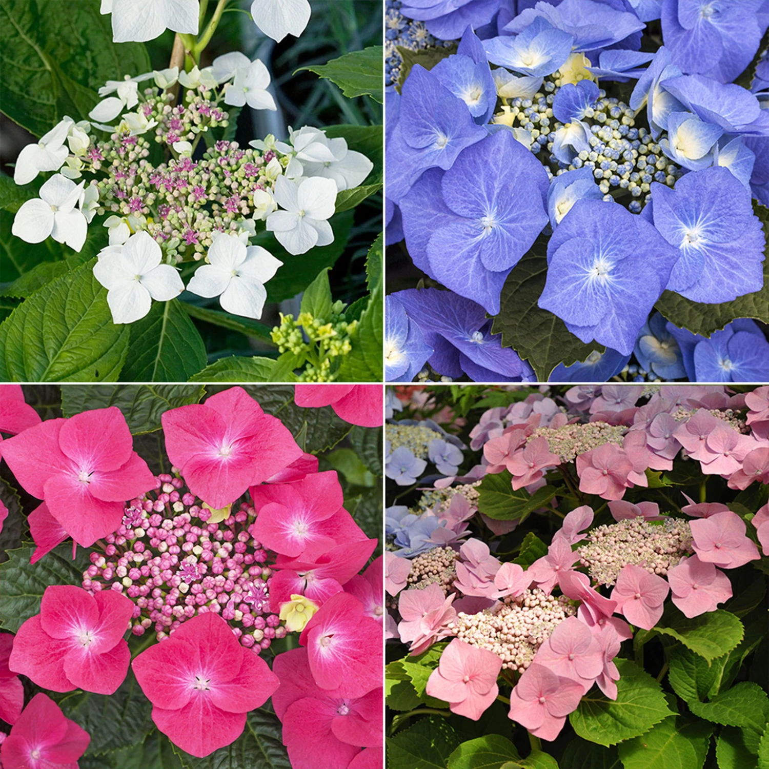 Tellerhortensien In 4 Farben, 4er-Set, Höhe 30-40 Cm, Topf 4 Liter (Pflanzware) 3 Tellerhortensien In 4 Farben, 4er-Set, Höhe 30-40 Cm, Topf 4 Liter (Pflanzware)