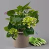 Öfterblühende Gartenhortensie Forever&Ever® Blau, 5 Liter Topf -LECHUZA || Elho Verkaufsgeschäft 0415200002 hydrangea forever ever blau 4 t 125097