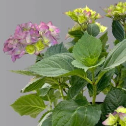 Öfterblühende Gartenhortensie Forever&Ever® Blau, 5 Liter Topf 11 Öfterblühende Gartenhortensie Forever&Ever® Blau, 5 Liter Topf -LECHUZA || Elho Verkaufsgeschäft 0415200002 hydrangea forever ever blau 4 1 125098