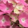 Öfterblühende Gartenhortensie Forever&Ever® Rosa, 5 Liter Topf -LECHUZA || Elho Verkaufsgeschäft 0415200041 Hydrangea mac ForeverandEver rosa beschnitten 1 59946