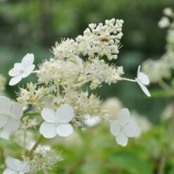 Kölle's Beste Rispen-Hortensie 'Kyushu' (Hydrangea Paniculuata 'Kyushu') Im 5 Lt. Topf -LECHUZA || Elho Verkaufsgeschäft 0415300076 KB Hydrangea pan Kyushu 1 83520