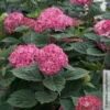 Rosarote Schneeballhortensie 'Ruby Annabelle'®, Rosarot, Topf 5 Liter 1 Rosarote Schneeballhortensie 'Ruby Annabelle'®, Rosarot, Topf 5 Liter -LECHUZA || Elho Verkaufsgeschäft 0415300397 Hydrangea arbor Ruby Annabelle 1 105218