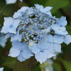 New Arrival -LECHUZA || Elho Verkaufsgeschäft 0415500167 Hydrangea serrata Blue Deckle Blue Bird 1 104397