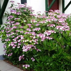 Japanische Berg-Hortensien 'Blue Deckle' & 'Blue Bird', 2er-Set, Topf 4 Liter -LECHUZA || Elho Verkaufsgeschäft 0415500167 Hydrangea serrata Blue Deckle Blue Bird 2 104398