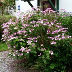 Japanische Berg-Hortensien 'Blue Deckle' & 'Blue Bird', 2er-Set, Topf 4 Liter -LECHUZA || Elho Verkaufsgeschäft 0415500167 Hydrangea serrata Blue Deckle Blue Bird 3 104399