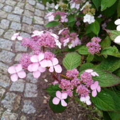 Japanische Berg-Hortensien 'Blue Deckle' & 'Blue Bird', 2er-Set, Topf 4 Liter -LECHUZA || Elho Verkaufsgeschäft 0415500167 Hydrangea serrata Blue Deckle Blue Bird 4 104400