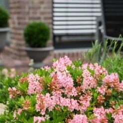 Rhododendron 'Bloombux'® Magenta, 6er-Set, Höhe 20-25 Cm, Topf 2 Liter 8 Rhododendron 'Bloombux'® Magenta, 6er-Set, Höhe 20-25 Cm, Topf 2 Liter -LECHUZA || Elho Verkaufsgeschäft 0420500433 Bloombux Magenta 1 119783