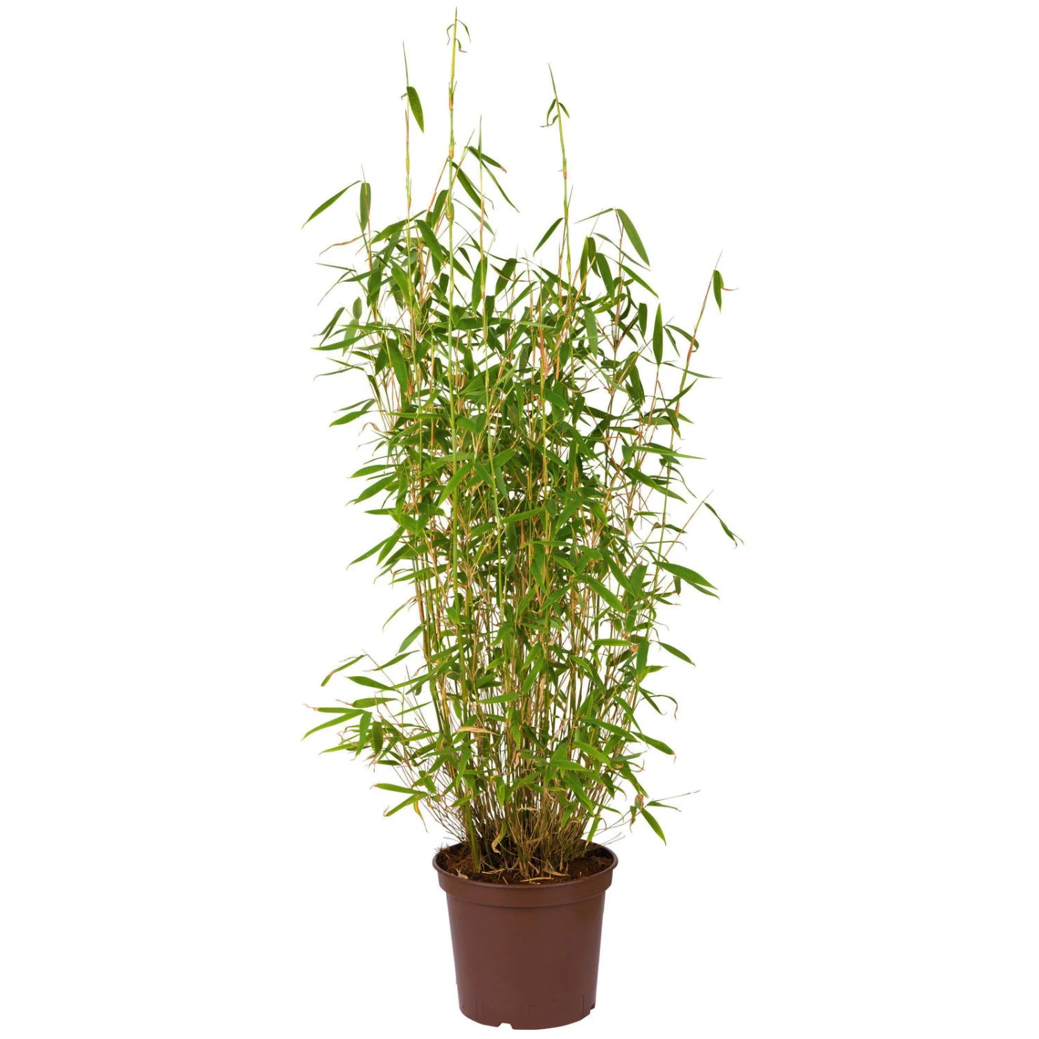 Bambus-Hecken-Set Fargesia 'Jumbo', 30er-Set, Höhe 40-60 Cm, Topf 5 Liter 4 Bambus-Hecken-Set Fargesia 'Jumbo', 30er-Set, Höhe 40-60 Cm, Topf 5 Liter – Bild 2