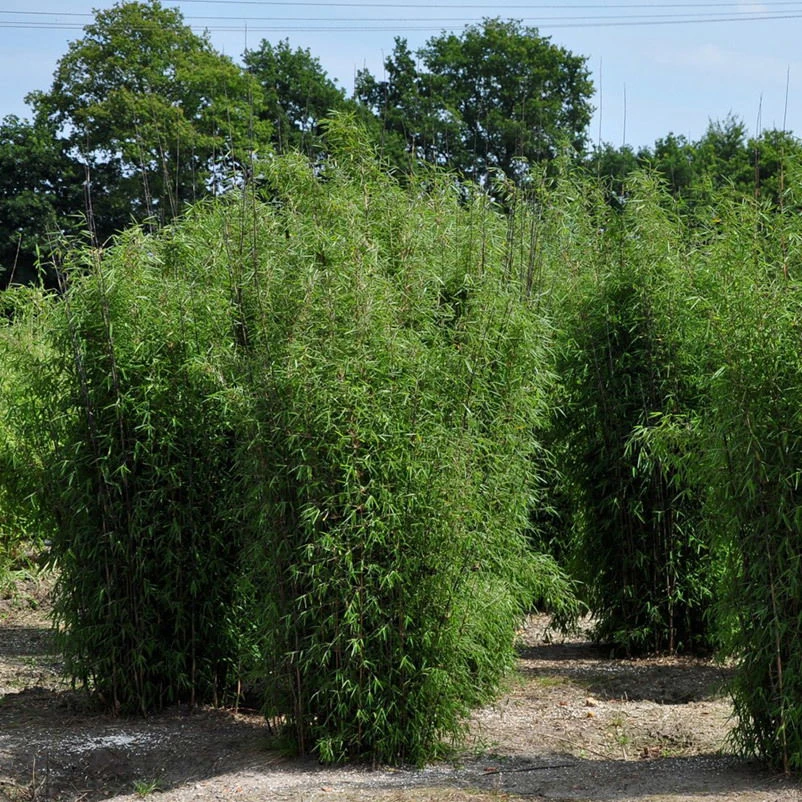 Bambus 'Dekorative Halme Rot/Schwarz', 2er-Set, Höhe 80-100cm, Topf 7,5+10 Liter 7 Bambus 'Dekorative Halme Rot/Schwarz', 2er-Set, Höhe 80-100cm, Topf 7,5+10 Liter – Bild 5