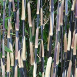 Titelseite 6 Titelseite -LECHUZA || Elho Verkaufsgeschäft 0425100175 Bambus Kollektion Red Zebra 2er Set 80 100 Co 15l Web 49942 1