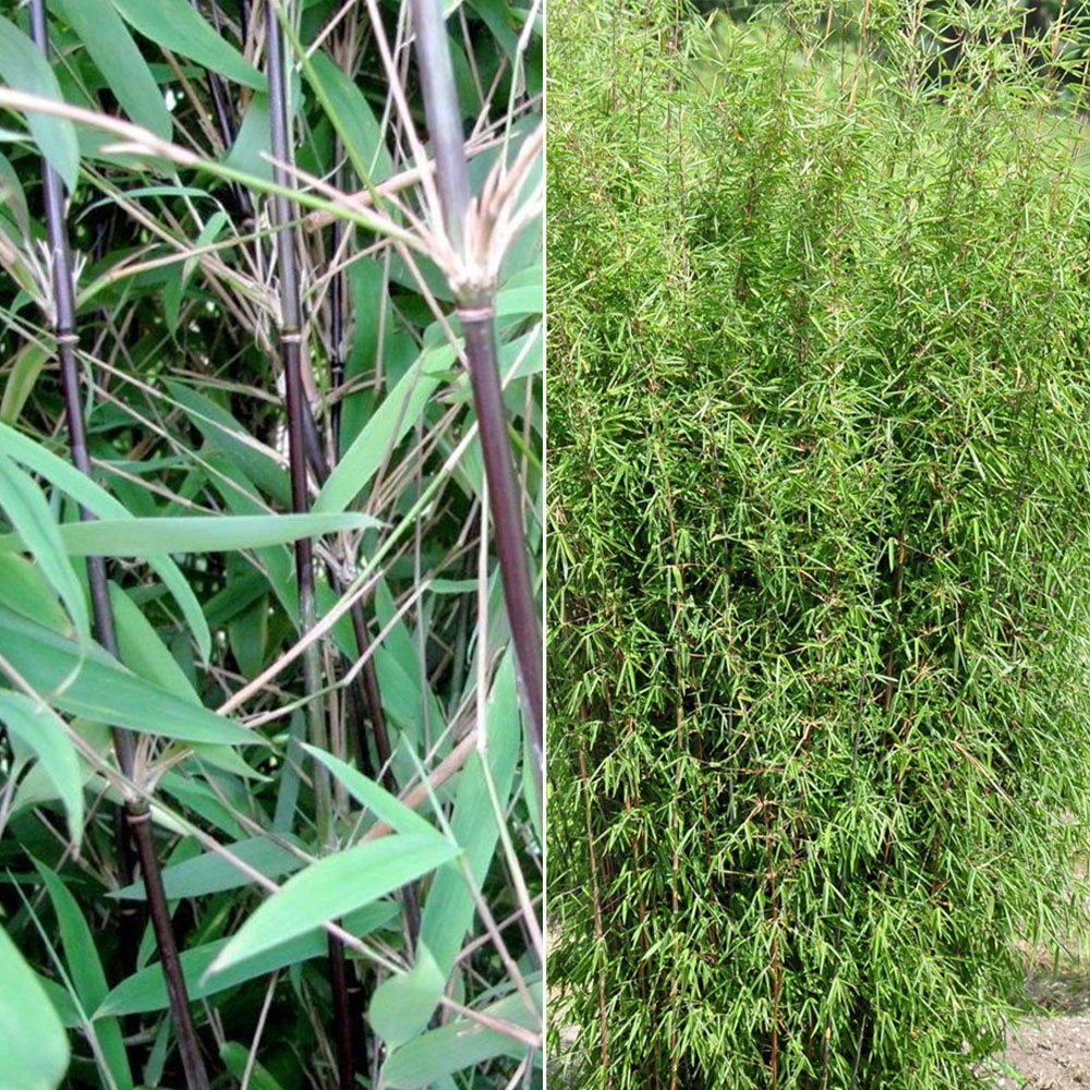 Bambus 'Dekorative Halme Rot/Schwarz', 2er-Set, Höhe 80-100cm, Topf 7,5+10 Liter 3 Bambus 'Dekorative Halme Rot/Schwarz', 2er-Set, Höhe 80-100cm, Topf 7,5+10 Liter