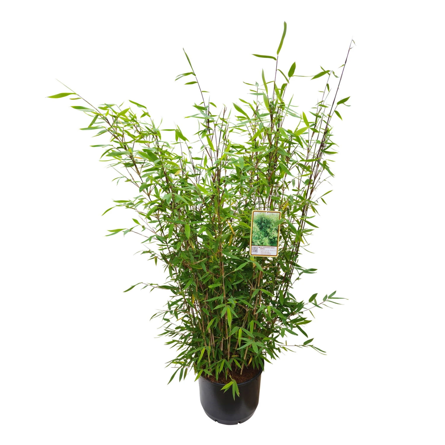 Gartenbambus 'Winter Joy', 2er-Set, Topf 10 Liter 4 Gartenbambus 'Winter Joy', 2er-Set, Topf 10 Liter – Bild 2