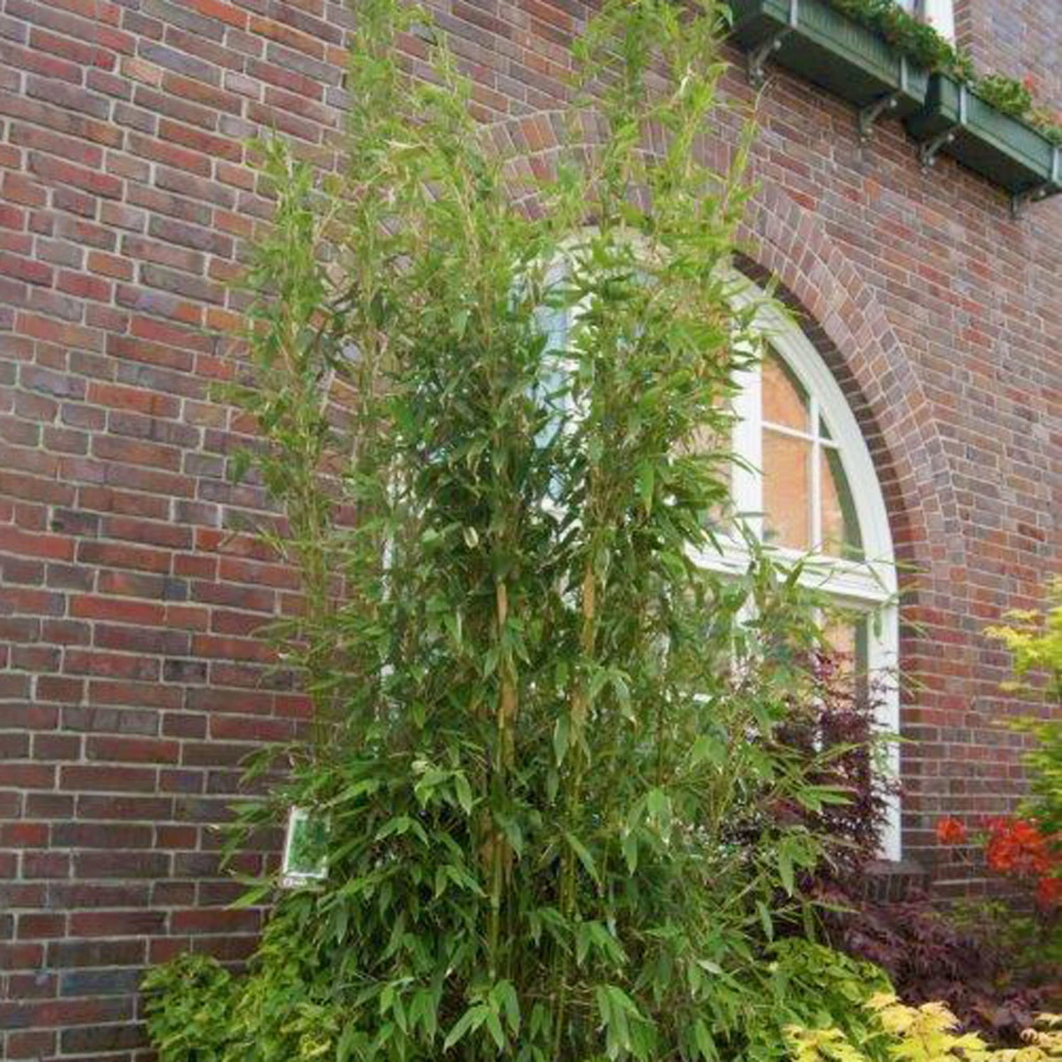 Säulenbambus 'Maasai'EUⓈ, Höhe Ca. 80-100 Cm, Topf 10 Liter 3 Säulenbambus 'Maasai'EUⓈ, Höhe Ca. 80-100 Cm, Topf 10 Liter