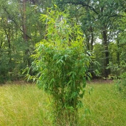 Elfenbein-Bambus 'Ivory Ibis'® (Japo 55' EU-S), 15er-Set, Höhe 80-100 Cm 11 Elfenbein-Bambus 'Ivory Ibis'® (Japo 55' EU-S), 15er-Set, Höhe 80-100 Cm -LECHUZA || Elho Verkaufsgeschäft 0425100383 0425100384 Fargesia Ivory Ibis 080100 WEB 2 94511 1